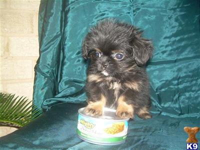  Tuny Teacup Pekapoos 