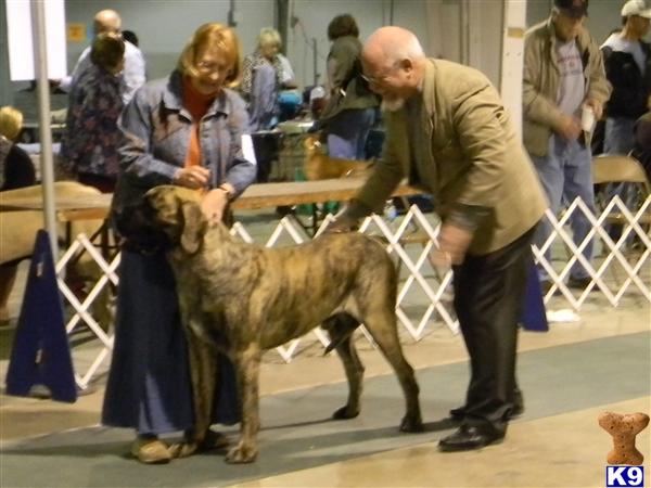 3 AKC CHampion Bloodine Proven English Mastiffs Stud Service Only