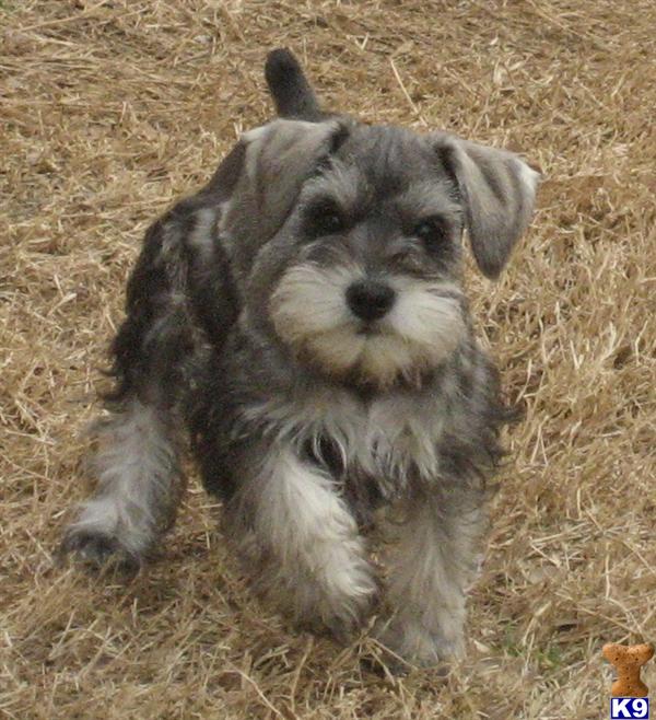 akc miniature schnauzer puppies for sale document moved akc miniature schnauzer puppies for sale document moved