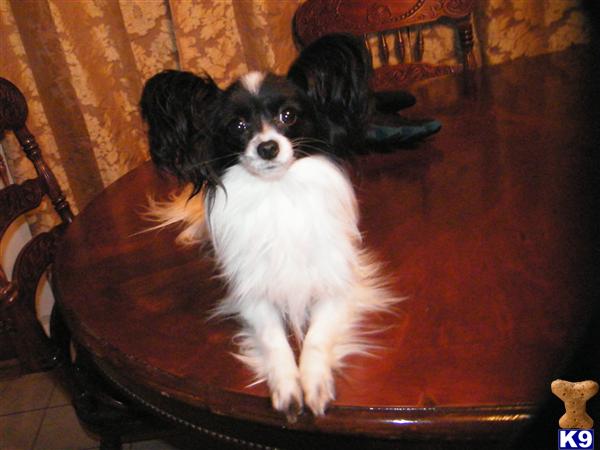 Super nice Papillon pups Champion bloodlines Swedish sire