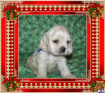 St. James Bloodline Cocker spaniel pups