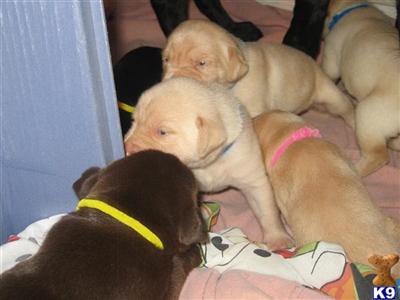 pure breeds labs 