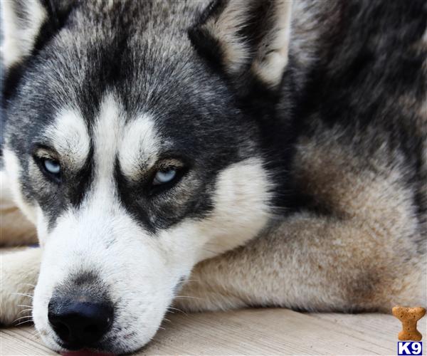 AKC CH Bloodline Siberian Husky Jake