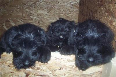 Giant Schnauzer puppies black 2F  1M Left  AKC