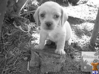 I am Looking for caring owners for these puppies