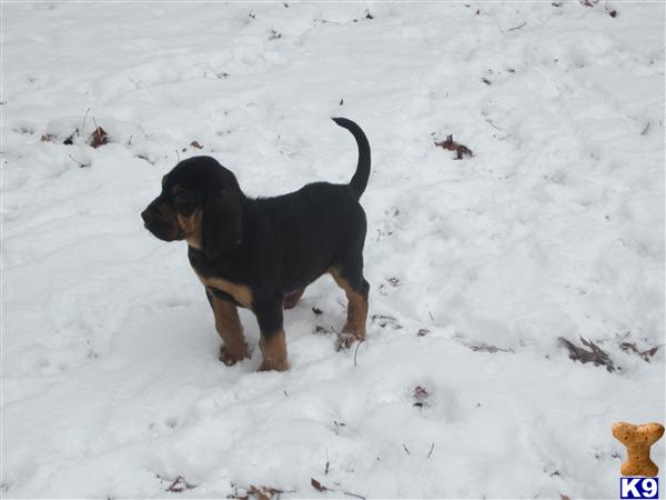 CKC UKC ABA Registered Bloodhounds