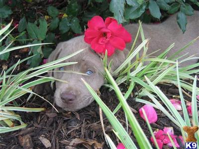 OFA Excellent - Silver Lab pups 