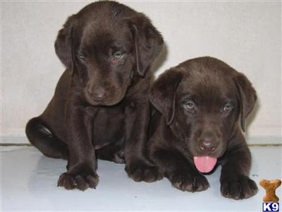 Chocolate pups - Block head