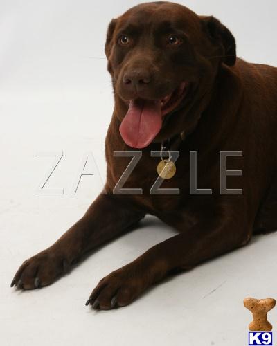 AKC Chocolate Lab - OFA Good
