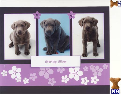 AKC Light Silver  Labs - OFA excellent