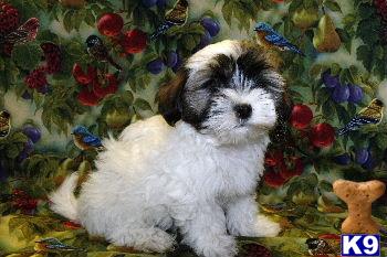 AKC Valentino