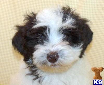 AKC FlinCHOCOLATE