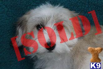 cottonwood havanese puppies for sale havanese in delta colorado breeds pets world cottonwood havanese puppies for sale havanese in delta colorado breeds pets world