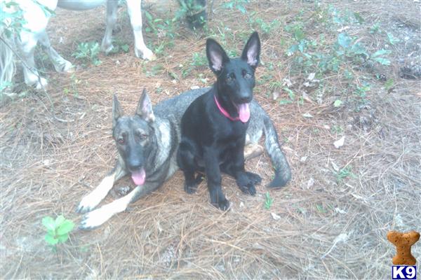 Quality Shepherds