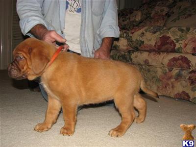 French Mastiff Puppies Turner  Hooch