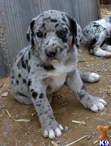 Georous Catahoula pups NALC 