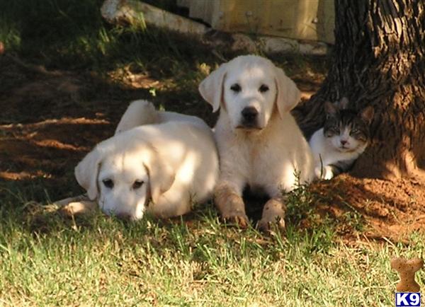 Great Pyrenees x Kangal cross