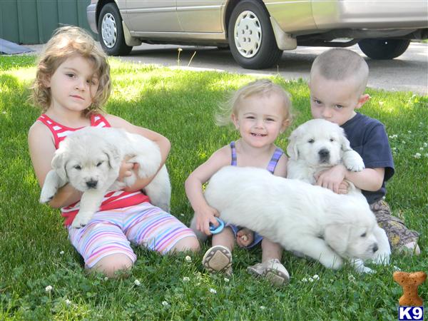 golden retriever puppies for sale in wisconsin. English Cream Golden Retriever Puppies