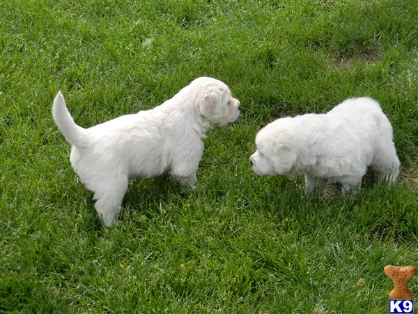 golden retriever puppies for sale in wisconsin. English Cream Golden Retriever Puppies - Golden Retriever Puppies for Sale