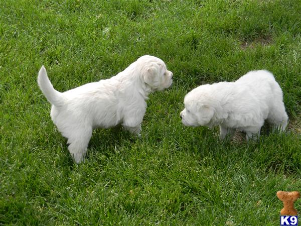 golden retriever puppies for sale in trinidad. hair Golden Retriever Puppies for golden retriever puppies for sale in ohio.