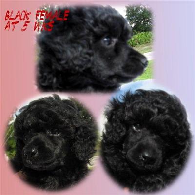 Toy Poodle pups