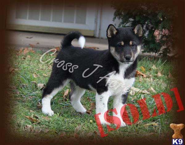 Lance Shiba Inu Male