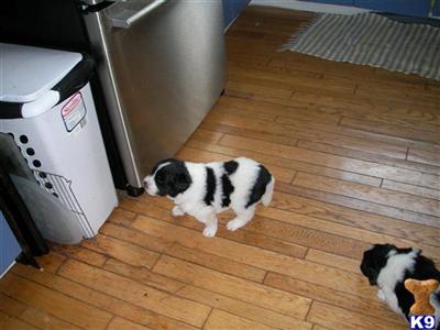 Newfoundland Puppies