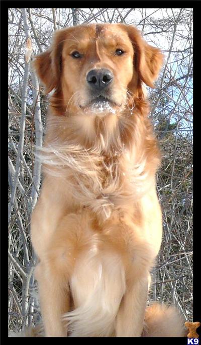 Riggs