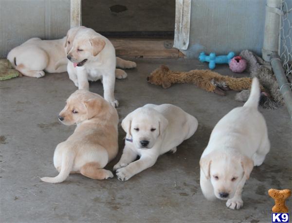 AKC Lab Puppies Champion Bloodline