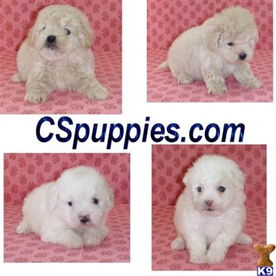 Adorable Maltipoos from $299 and up. 