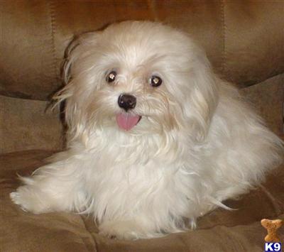 Sparky