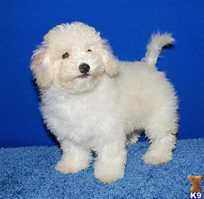 Maltese/Poodle known as Maltipoo puppies for sale