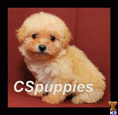 Maltipoo and Shihpoos