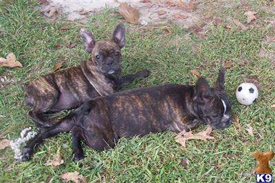 Frenchton Puppies Available