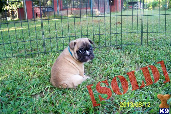 frenchton puppies price document moved frenchton puppies price document moved