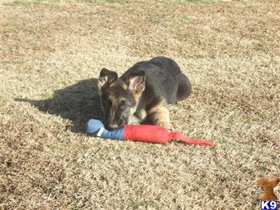 Show quality GSD puppy