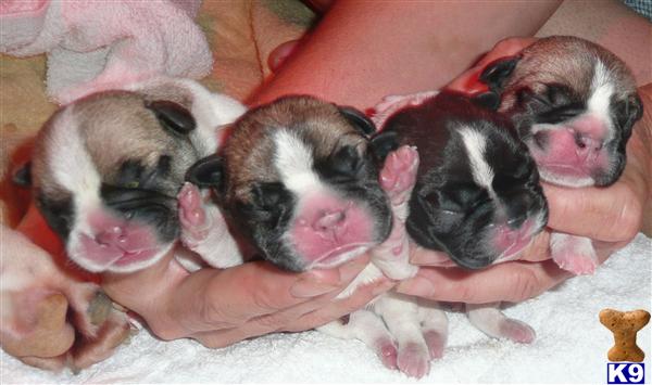 Cali and Uno had 4 healthy girls