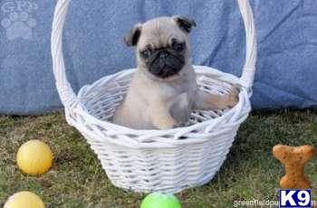 Jennifer - Pug Female - Shipping Available