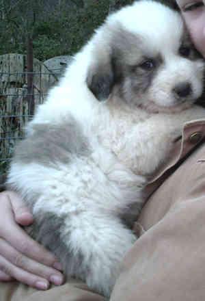 Great Pyrenees Puppies