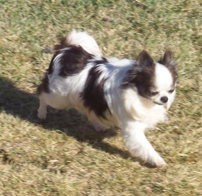 AKC Champion Davishall Diamond Rio 