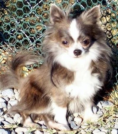 AKC Jack Be Quick of Collin-Dell Jack