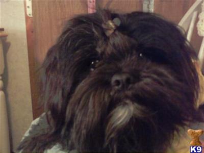 Lhasa Apso Puppies
