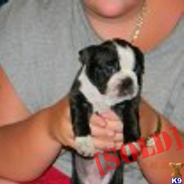 Trouble AKC Champion Bloodline Female Boston Terrier
