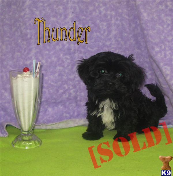 Thunder Havanese