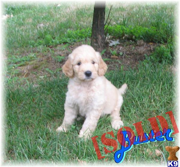 SOLD Buster F2 Labradoodle