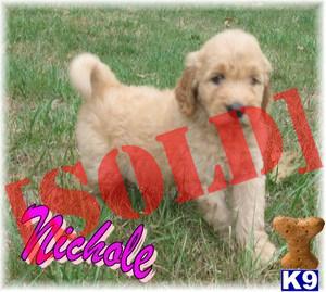 SOLD Nichole F2 Labradoodle