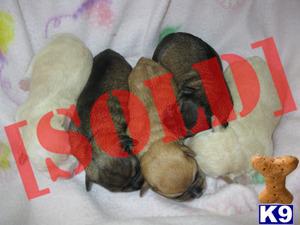 Schnoodle Puppies
