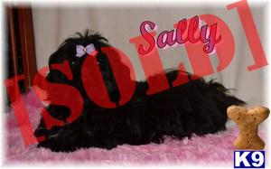Sally Female Shihtzu