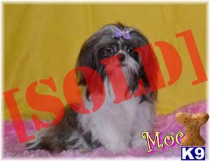 Moca Champion Bloodline Shihtzu