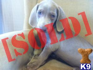 Blue Bell ACA Weimaraner